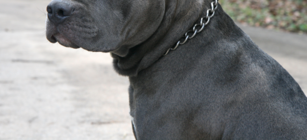 Tre costole rotte e ferite a braccia e gambe, paura per un uomo aggredito da un pitbull